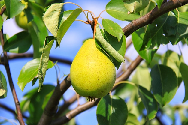 Poires sur l'arbre