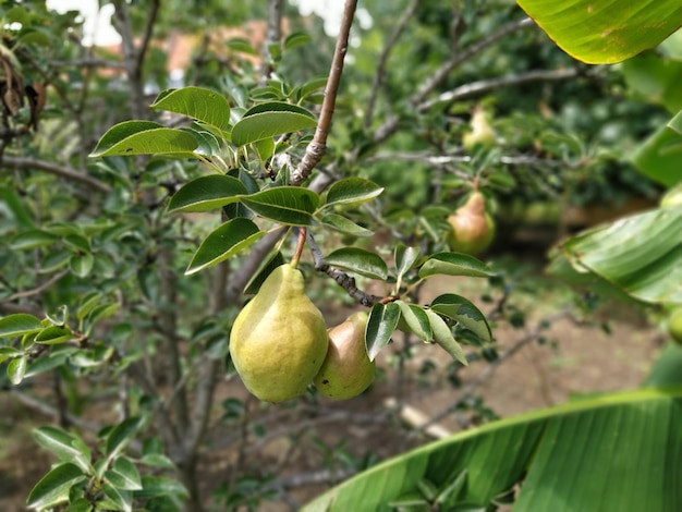 Poires sur une branche Plusieurs fruits fruits prêts à être récoltés et consommés Plantes de jardin Poire mûre dans le jardin ou la ferme