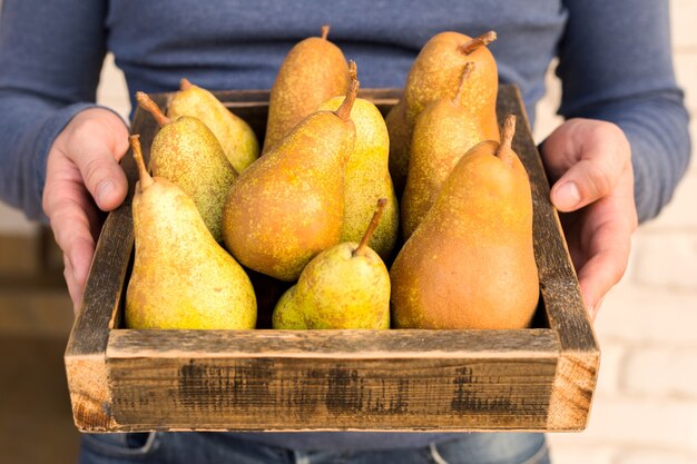 Poires fraîches dans les mains des mâles. Poires savoureuses juteuses en boîte, panier.