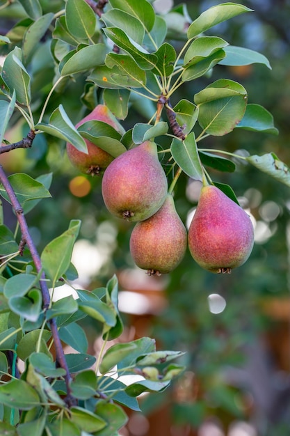 Poires de jardin mûres accrochées à une branche par une journée ensoleillée d'été.