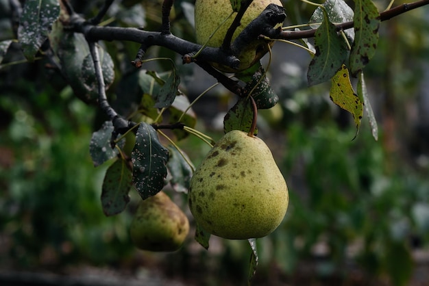 Les poires matures mûres poussent en gros plan sur les arbres du jardin Agriculture et alimentation biologique saine Agriculture naturelle et respectueuse de l'environnement