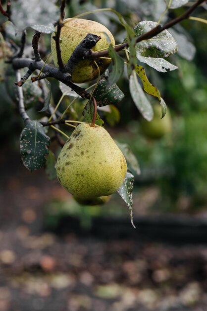 Les poires matures mûres poussent en gros plan sur les arbres du jardin Agriculture et alimentation biologique saine Agriculture naturelle et respectueuse de l'environnement