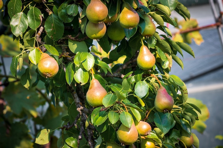 Photo poires mûres sur une branche d'arbre. récolte dans un verger. notion agricole. publicité de jus de fruits