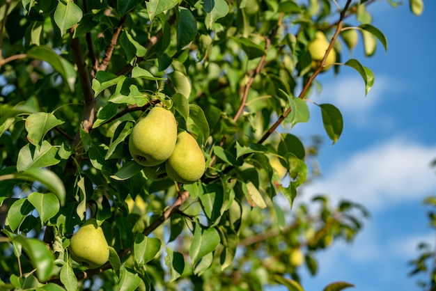 Poires mûres sur les branches d&#39;un arbre dans le jardin parmi les feuilles