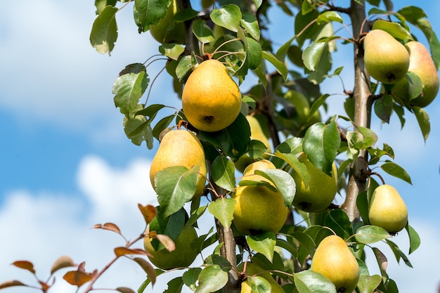 Poires mûres Fruits poussant sur l’arbre en été.