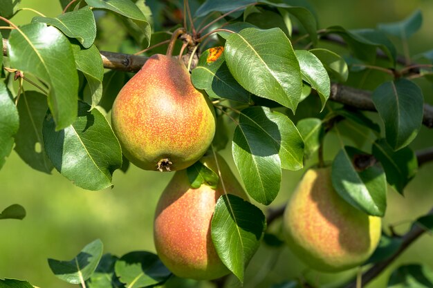 Poires mûres Fruits poussant sur l’arbre en été.