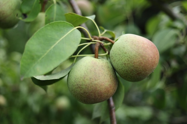 Les poires mûrissent sur l'arbre