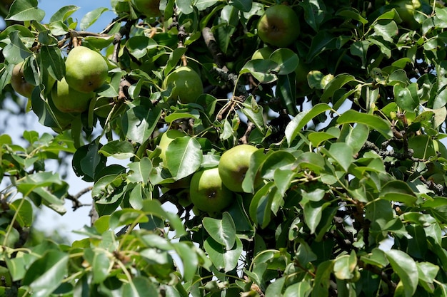 Les poires mûrissent sur une branche dans le jardin lors d'une belle journée d'été ensoleillée en gros plan