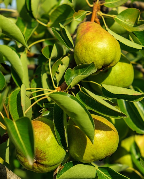 Poires non mûres sur l'arbre se bouchent