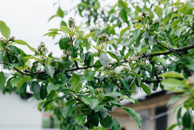 Poires de plus en plus vertes sur les branches des arbres en gros plan.