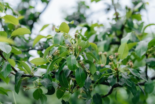 Poires de plus en plus vertes sur les branches des arbres en gros plan.