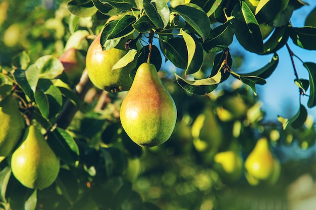 Les poires poussent sur un arbre dans le jardin Mise au point sélective