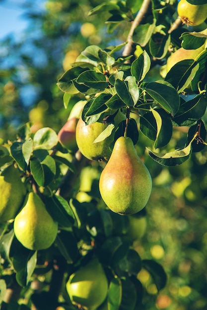 Les poires poussent sur un arbre dans le jardin Mise au point sélective