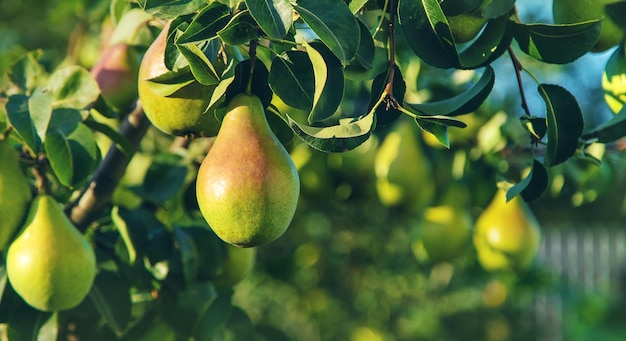 Les poires poussent sur un arbre dans le jardin Mise au point sélective