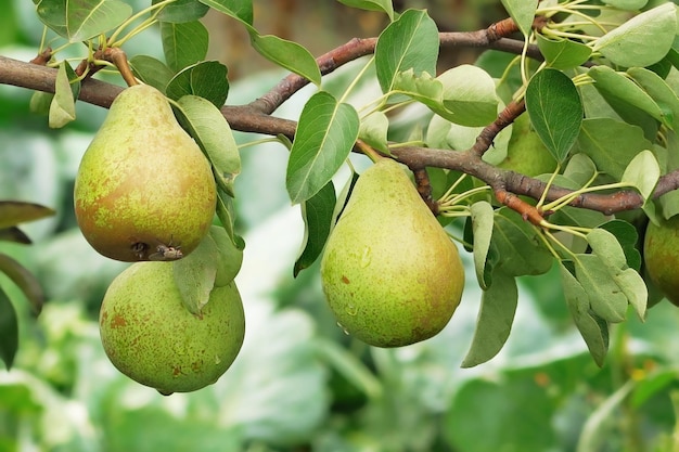 les poires poussent et sur un poire dans un verger concept de jardinage et de culture de poires