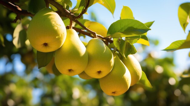 Des poires qui poussent sur un arbre