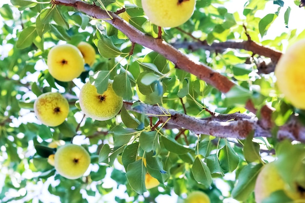 Poirier au soleil dans le jardin. Récolte de poires