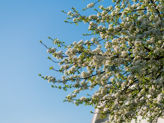 Poirier en fleurs contre le ciel