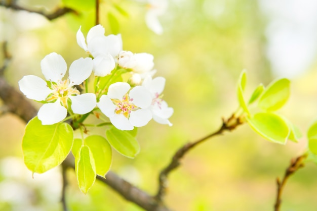 Poirier en fleurs en fleurs blanches et fond vert