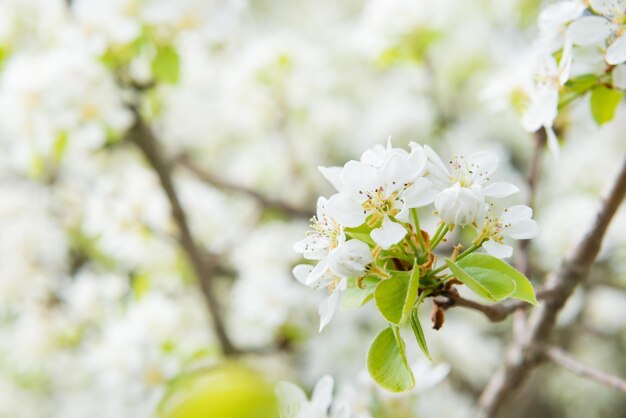 Poirier en fleurs à fleurs blanches et fond vert