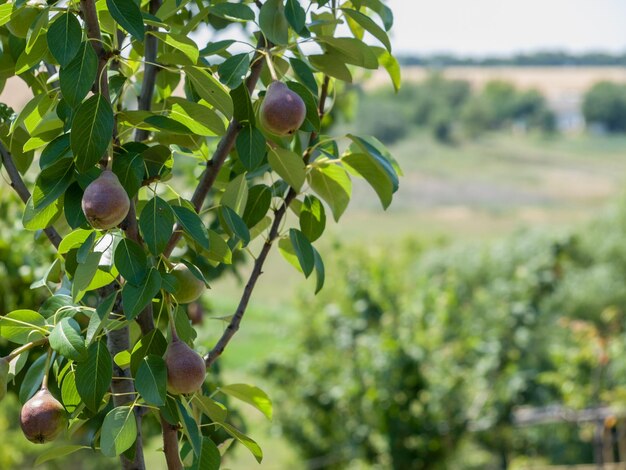 Poirier avec des fruits dans le jardin en journée d'été avec un arrière-plan flou faible profondeur de champ