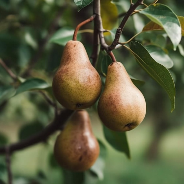 Poirier jardin arbre poires mûres images d'arbre AI générative