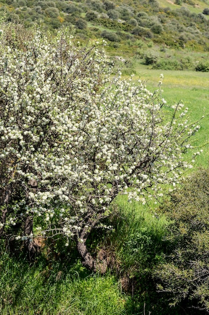 Le poirier Pyrus communis fleurit dans les montagnes