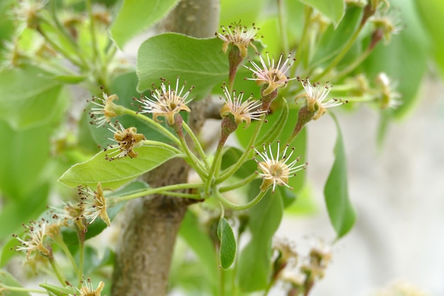 Photo le poirier qui a perdu ses fleurs et est prêt à porter ses fruits les pousses de fruits du poirier