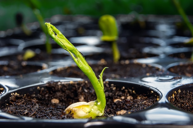 Pois jaunes germés sur un sol organique avec de jeunes plants