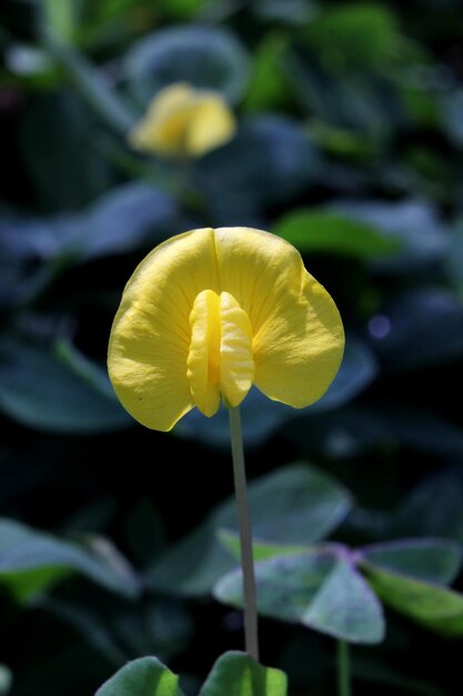 Photo pois jaunes lathyrus aphaca fleur