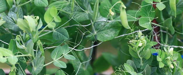 pois pousses vertes potager