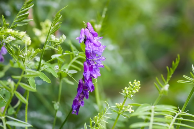 Pois souris wildlowers du champ Usine de Vicia cracca