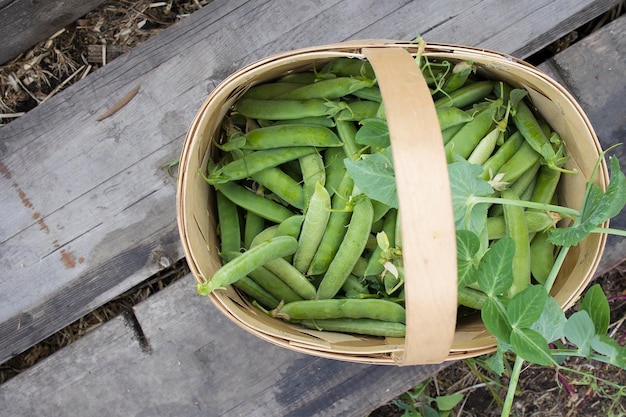 Pois verts bio maison récoltés en cosses et écossés