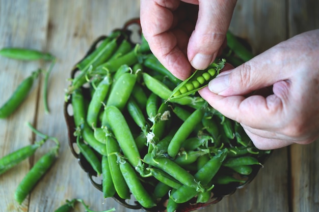 Pois verts frais dans les mains