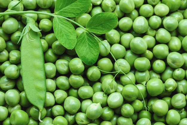 Pois verts, légumes frais de saison estivale, arrière-plans alimentaires