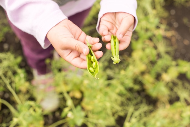 Pois verts à la main.