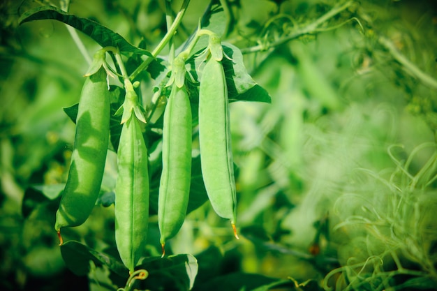 Pois verts poussant dans le jardin. Jardinage et agriculture, pois biologiques mûrs frais verts sur une branche dans le jardin.