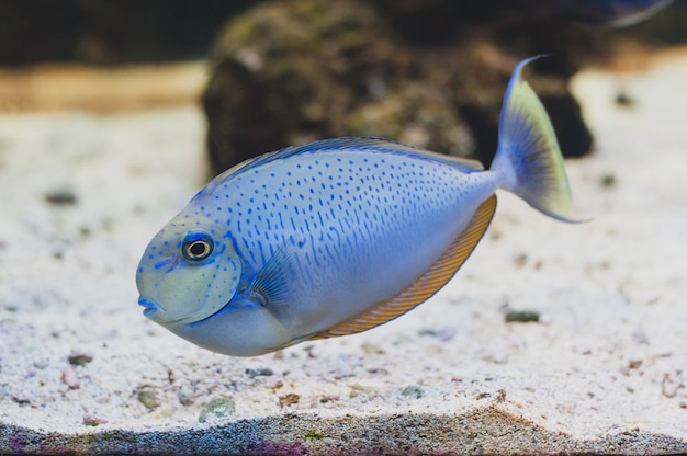 Poisson - Acanthurus bariene. Poisson-chirurgien à point noir