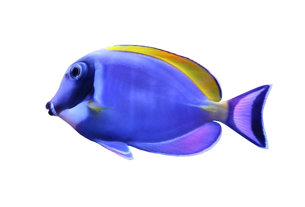 Poisson Acanthurus leucosternon isolé sur le blanc