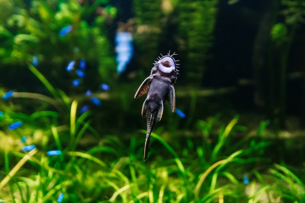 Le poisson Ancistrus dolichopterus nage dans l'eau