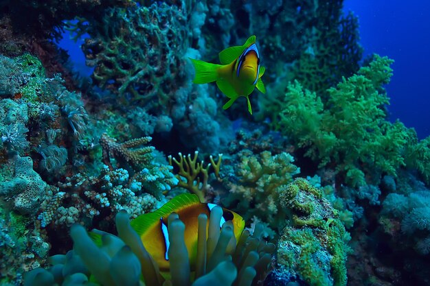 poisson anémone, aquarium de fond de mer poisson orange sous-marin clown