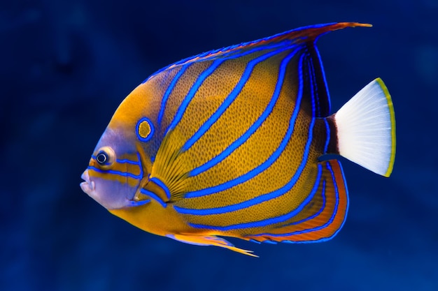 Poisson-ange bleu