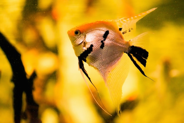 Photo poisson-ange d'eau douce