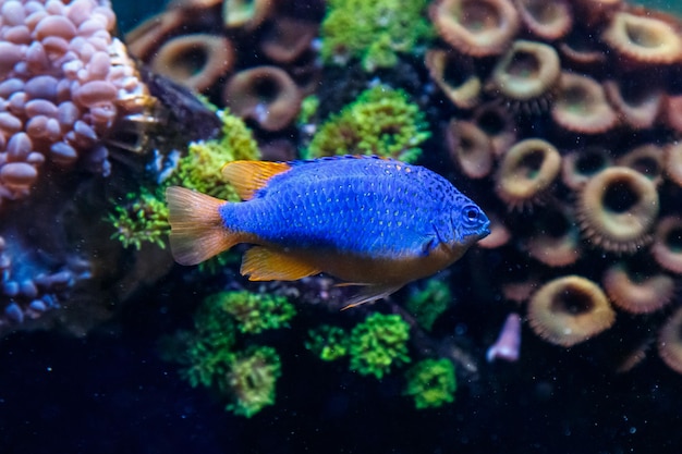 Poisson Antias lyretail Pseudanthias squamipinnis