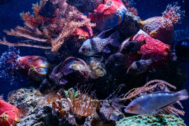 Poisson Apogon Cardinalfish Banggai Sphaeramia nematoptera