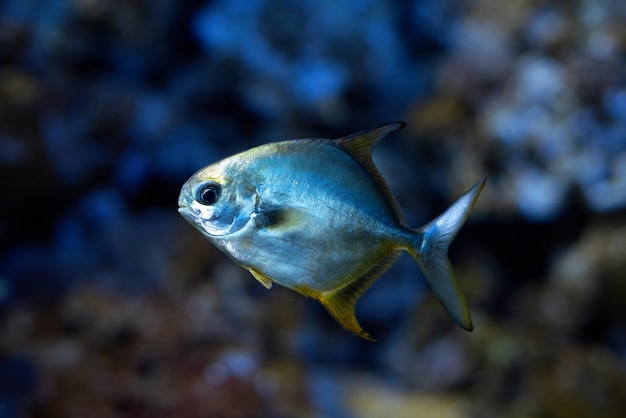 Un poisson d'aquarium argenté avec une coquille brillante nage dans l'eau sur un fond sombre et flou.