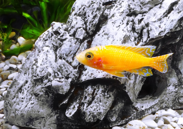 Poisson d'aquarium nain Cichlid-Aulonocara(Aulonocara sp. Orchidea Red)