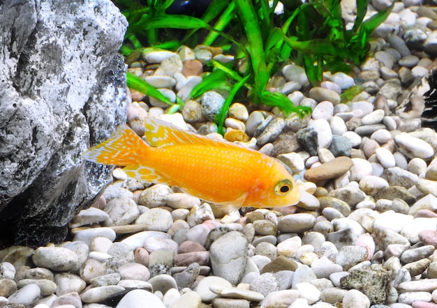 Poisson d'aquarium nain Cichlid-Aulonocara(Aulonocara sp. Orchidea Red)