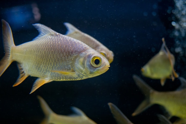 poisson à l&#39;aquarium