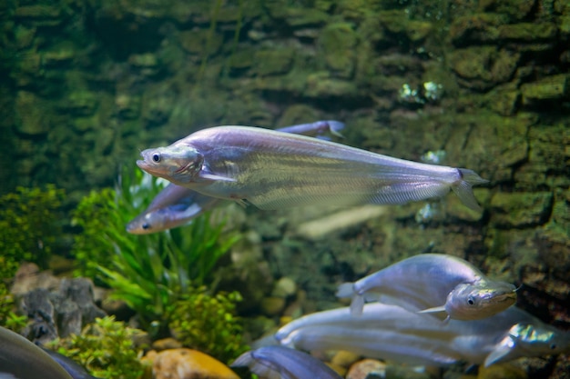 poisson à l&#39;aquarium